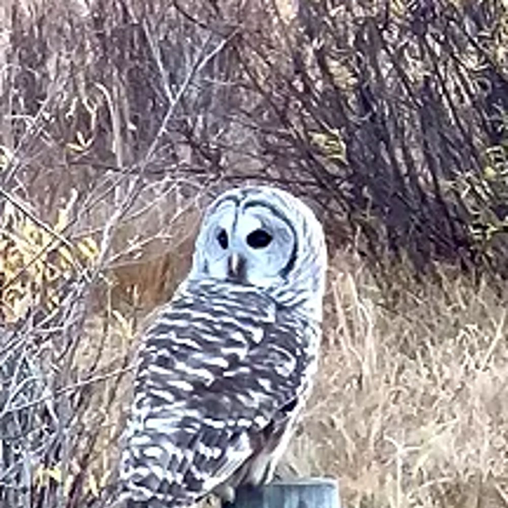 Kara's Owl Throw