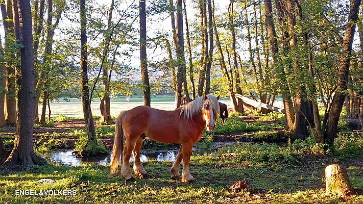  Puigcerdà
- CaballoCerdanya.jpg