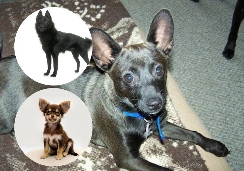 chihuahua schipperke mix puppies