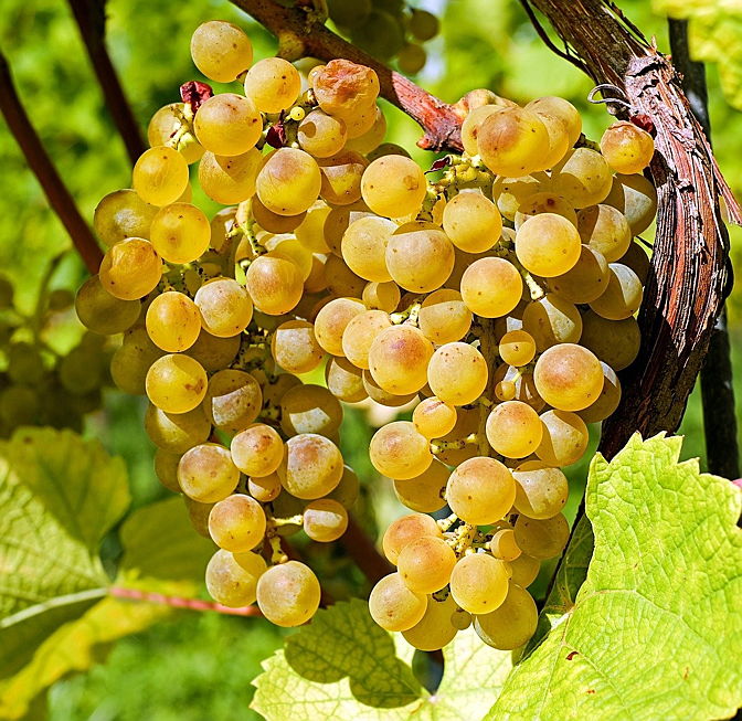  Meran
- Weiße Weintrauben in den letzten warmen Sonnenstrahlen