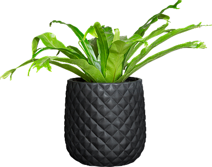  South Africa
- [3] Potted Asplenium Crissie.png