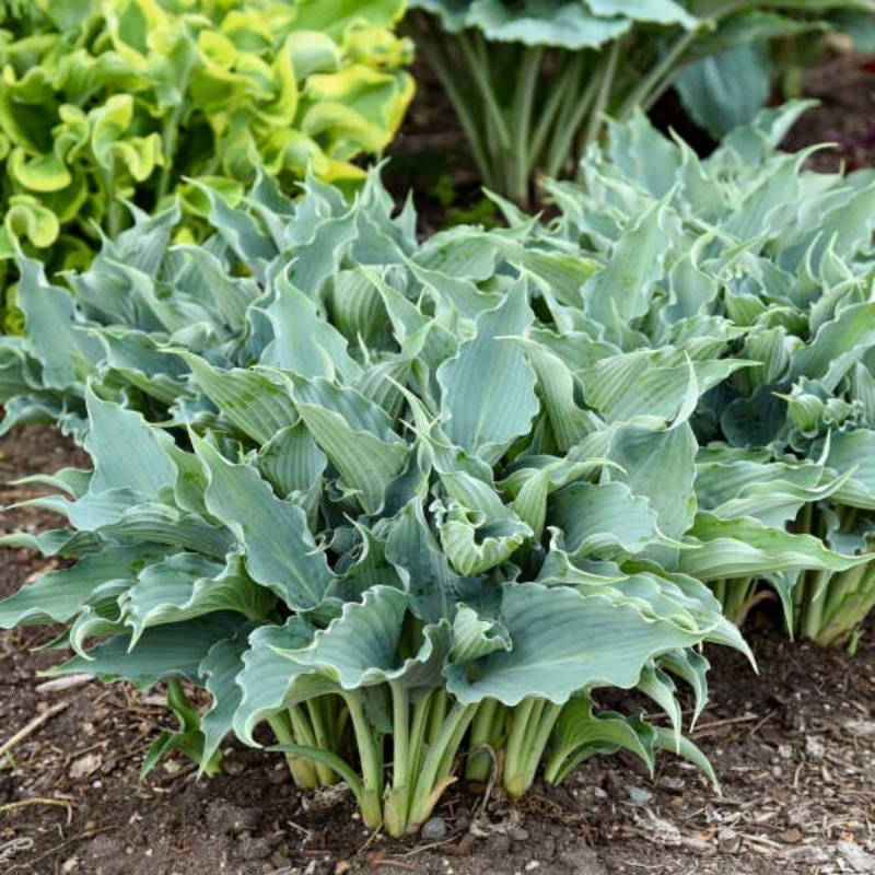 Hosta plant with ruffled blue/green foliage