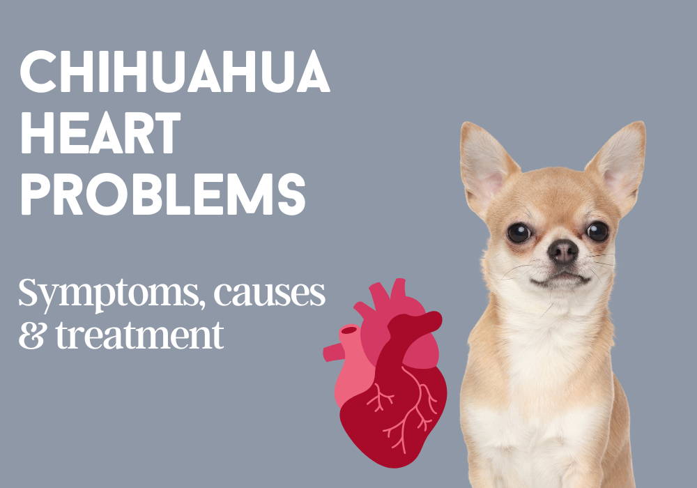 chihuahua heart problems