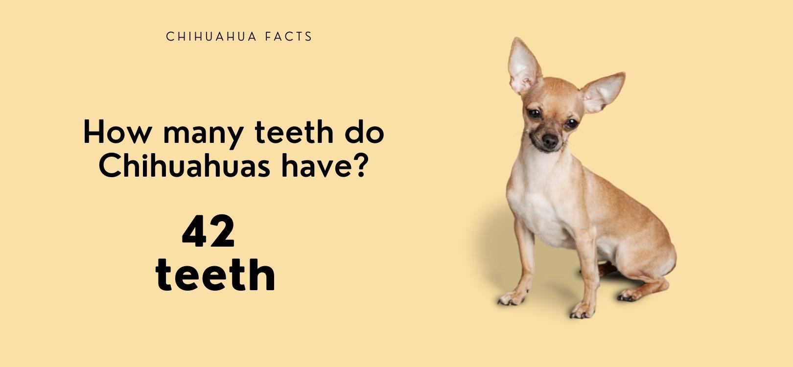 chihuahua rotten teeth