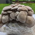 Black King Oyster mushroom kit fruitign in yard