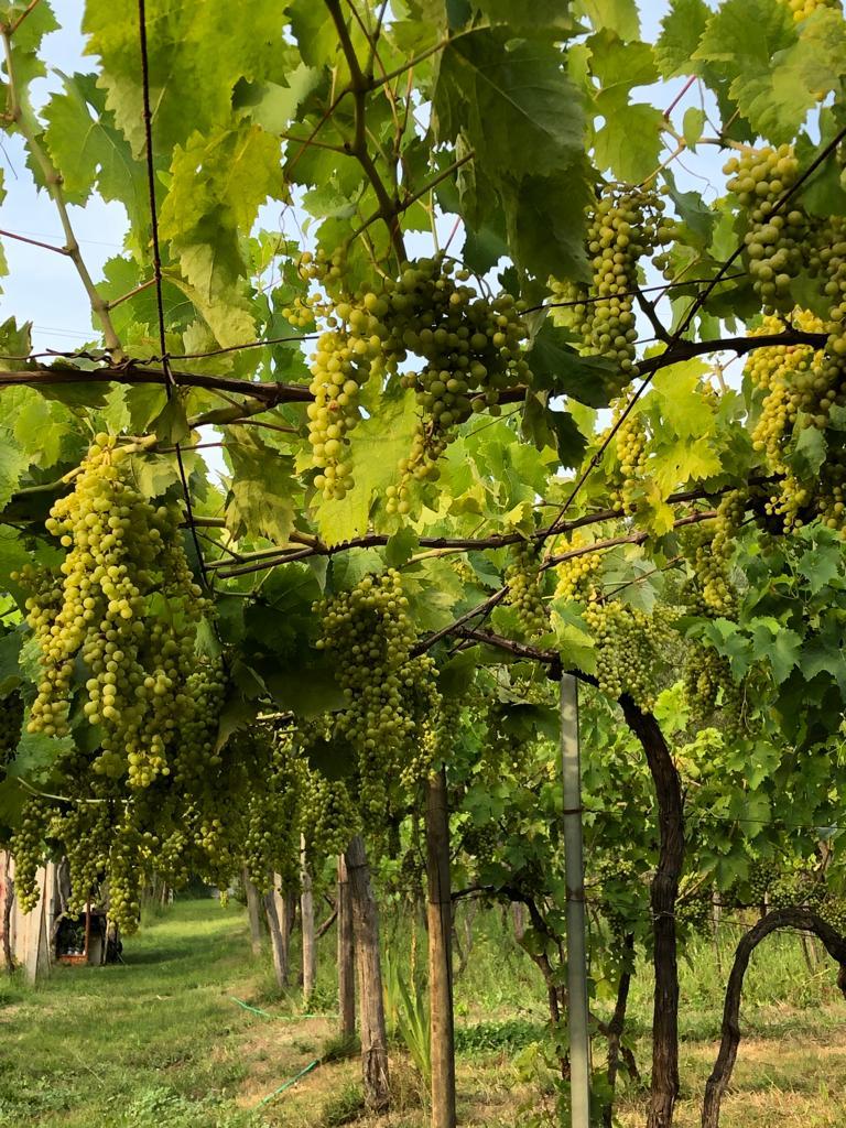 Food & Wine Tours Carrara: Grape harvest with snack in grandfather's vineyard