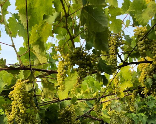 Food & Wine Tours Carrara: Barefoot snack in grandfather's vineyard