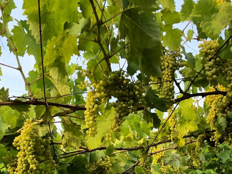 Tours enogastronómicos Carrara: Merienda descalzos en el viñedo del abuelo 