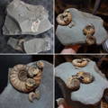 Ammonite Fossil Preparation Craig Chivers Natural Selection Fossils