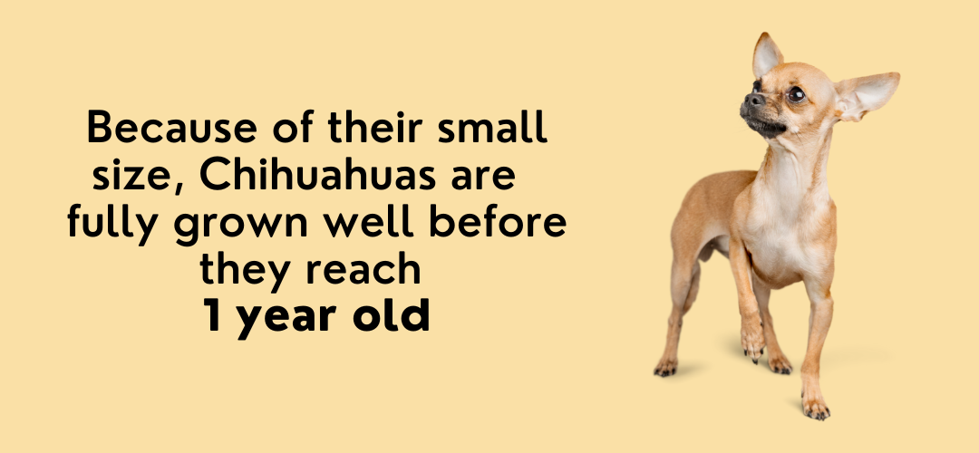 chihuahuas stop growing at 1 year old