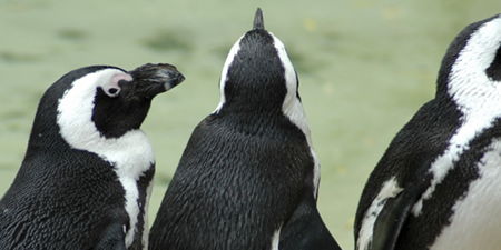 World Penguin Day 2024 promotional image