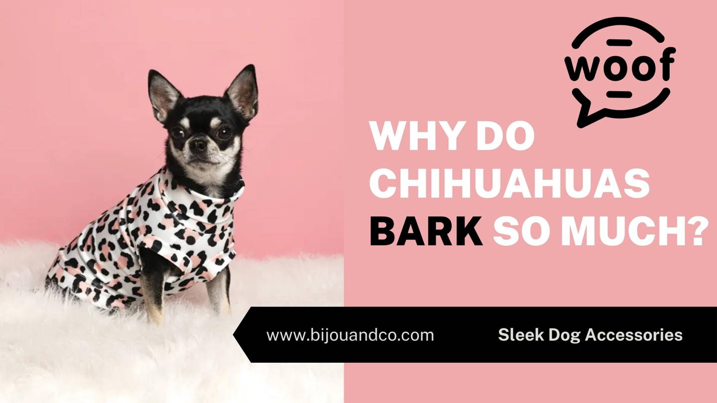 why do chihuahuas back so much