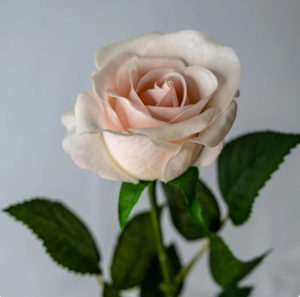 Light Pink Real Touch Half Bloom Rose - Realistic Artificial Flowers