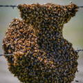 swarming-honeybees-on-barbed-wire-fence