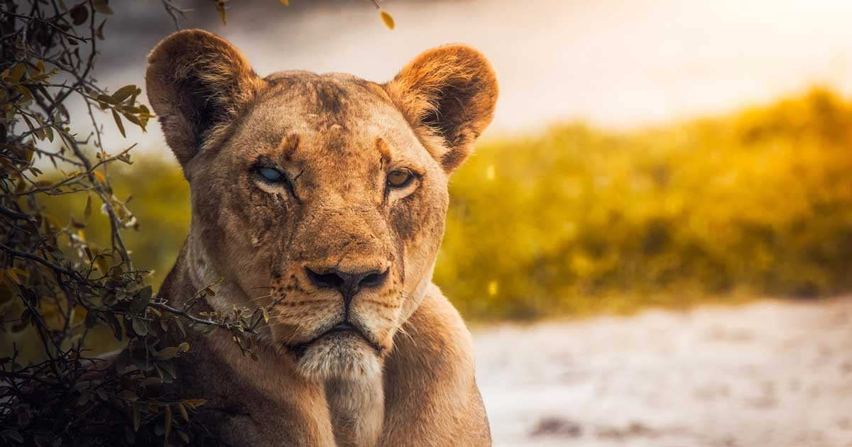 Botswana Safari The Best Time to Visit Botswana for an