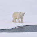 Polar bear on an ice sheet