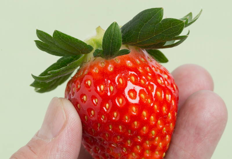 とちおとめ 特徴