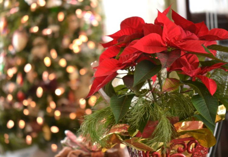 クリスマス花とは