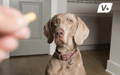 Dog patiently waiting to be given a pill