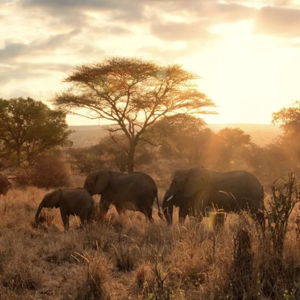 Africa Honeymoon Fund