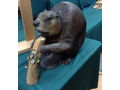 Hand Carved Beaver Bottle Opener by Garton Originals