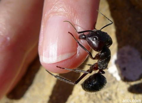 ants carpenter bite