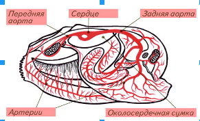 Использование моллюсковых клеток для восстановления сердечной ткани