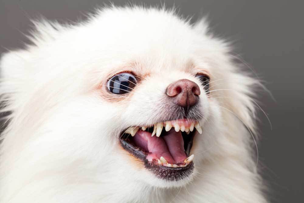 chihuahua barks all the time