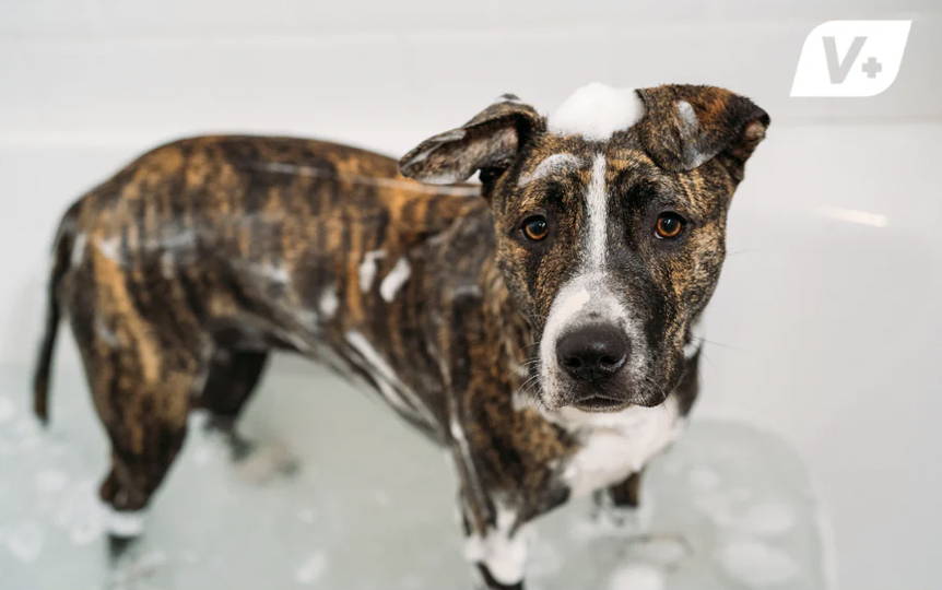 Dog standing in the tub covered in lather from a medicated dog shampoo