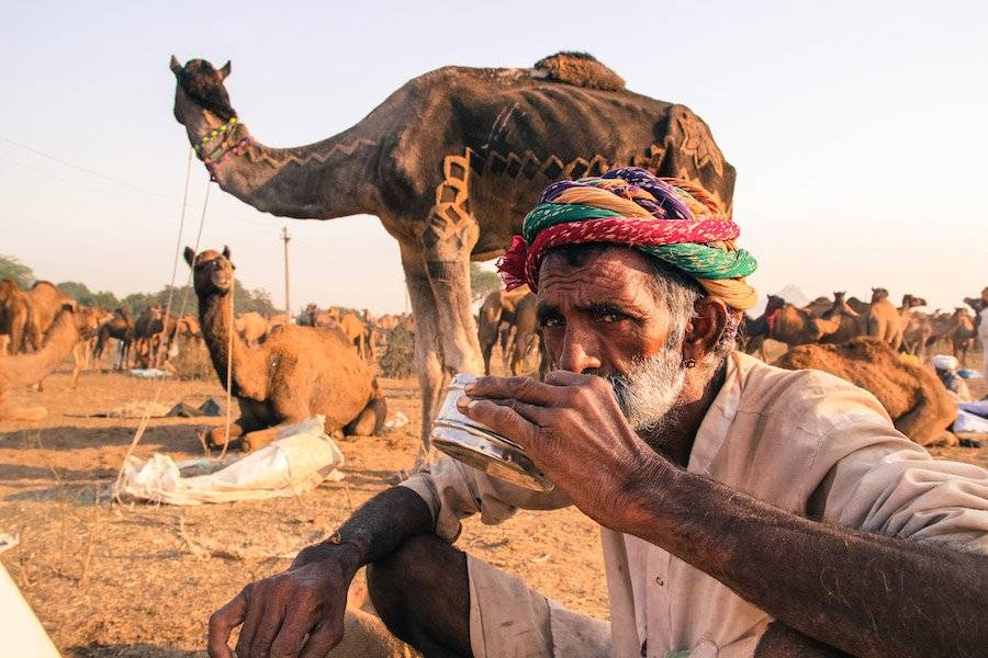 Camel milk in ancient desert traditions