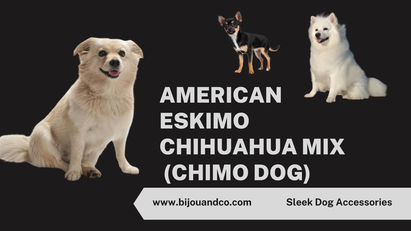 american eskimo chihuahua mix