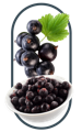 Black currant included in the best multivitamins for men whole food blend