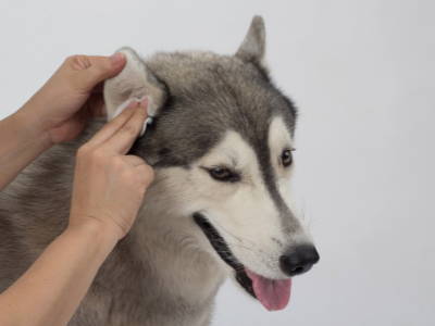 Cleaning a Dog's Ear to treat dog ear infections