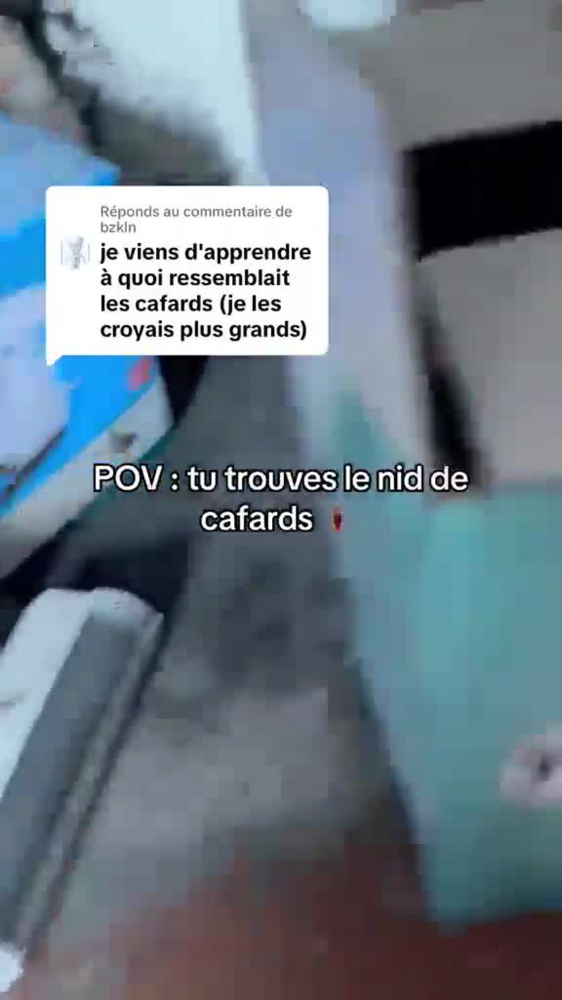 Les cafards ne sont pas tous géants
