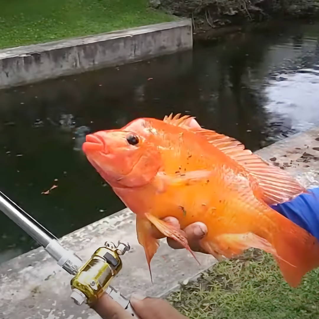 First Catch Was a Breeze