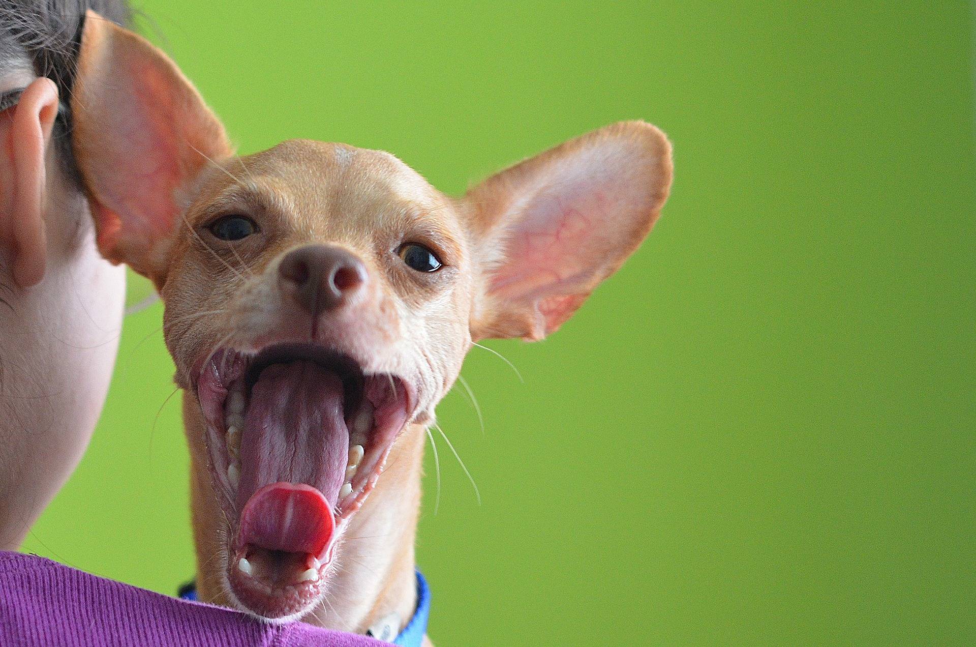 where do chihuahua dogs come from