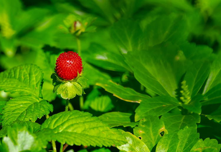 野苺（野イチゴ）とは