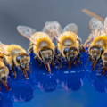 honeybees-need-addditional-water-sources-in-dearth