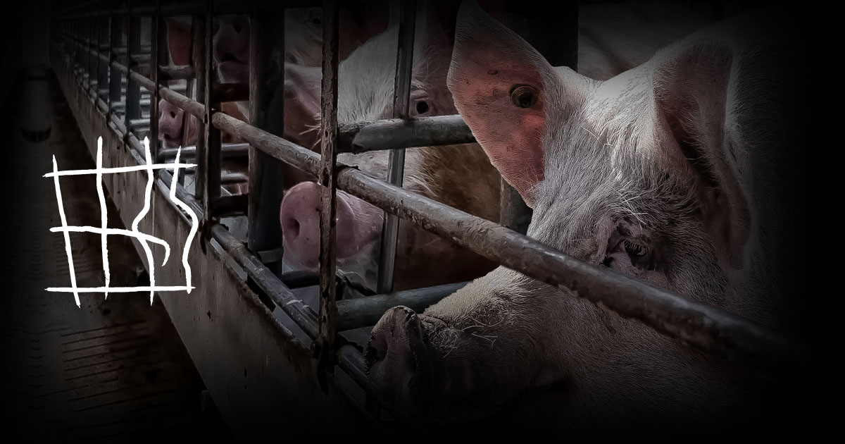 Please sign the European Citizens' Initiative to End the Cage Age for all of Europe's farm animals.