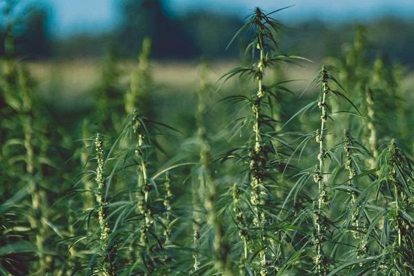 What is Hemp?