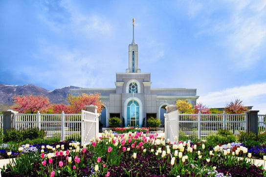 Mt Timpanogos Temple surrounded by blossoming trees and tulips.