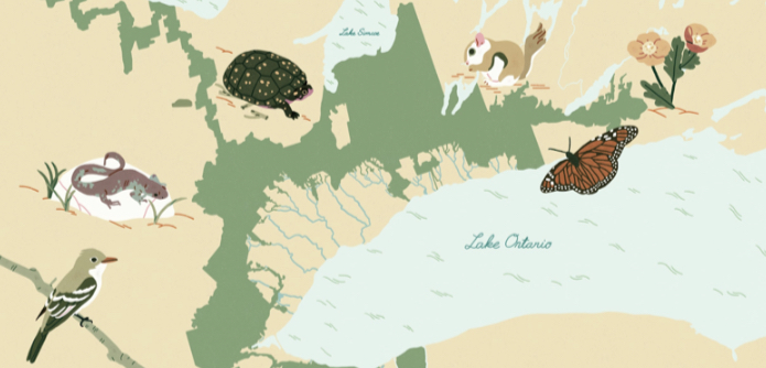 Illustration by Jeannie Phan; a map of the Ontario Greenbelt and its endangered species