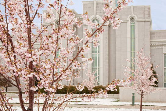 Pink cherry blossom branches fanned out in front of the Mt. Timpanogos Temple.
