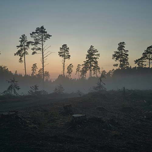 landscape after deforestation