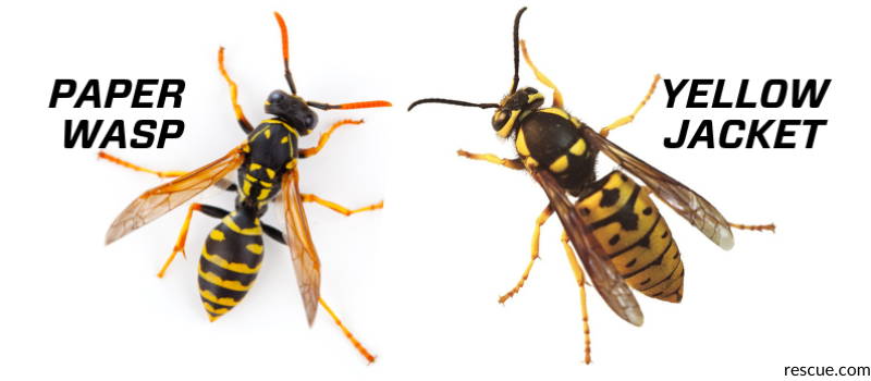 european-paper-wasp-western-yellow-jacket-