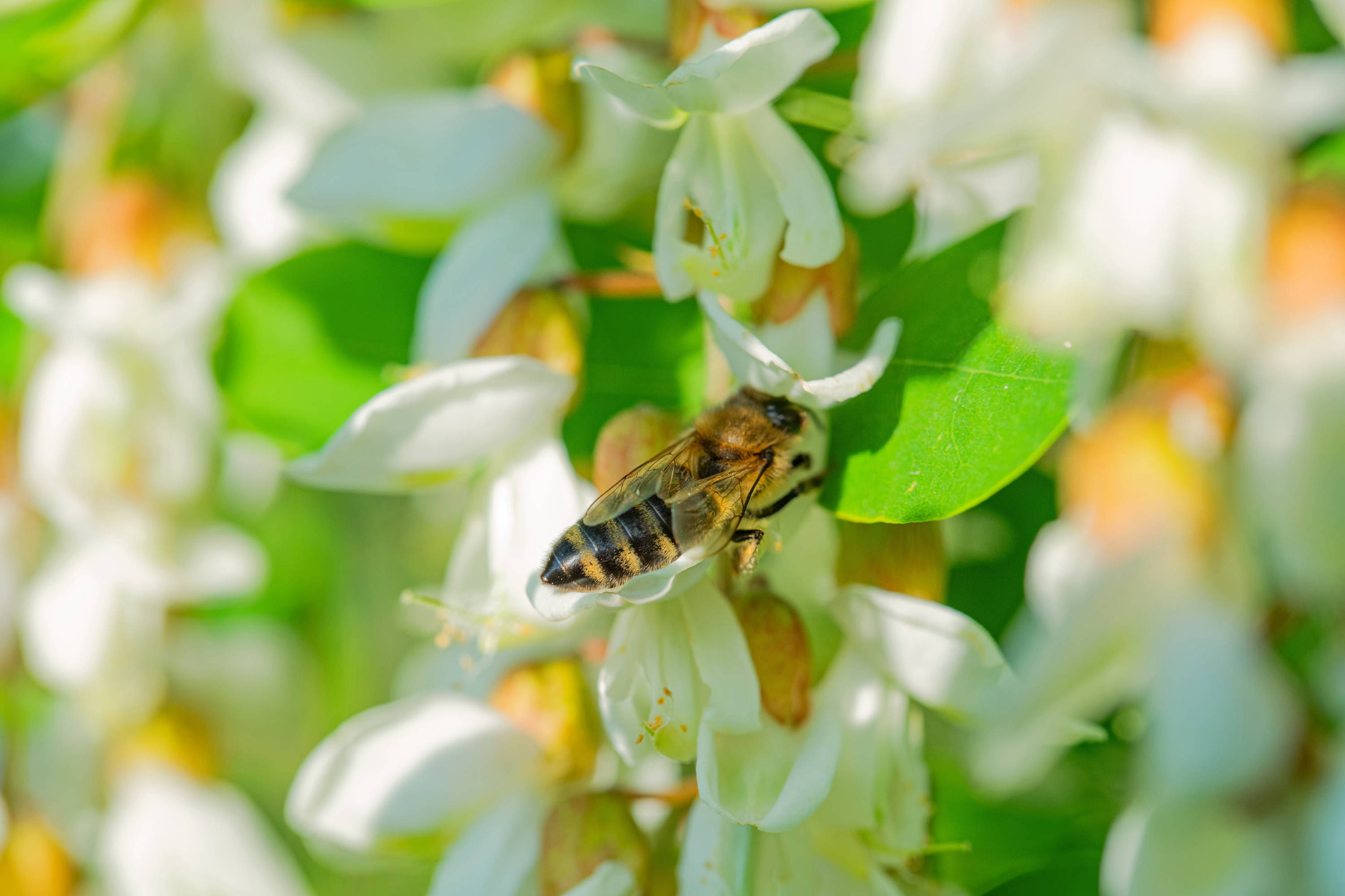 Biene im Sonnenschein in Akazienblüte
