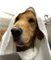 Save on self-serve dog washes from 3PM – 6PM on Tuesdays and Thursdays