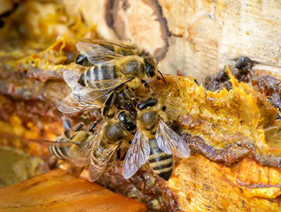 Bienen dichten mit Propolis Ihren Bienenstock ab