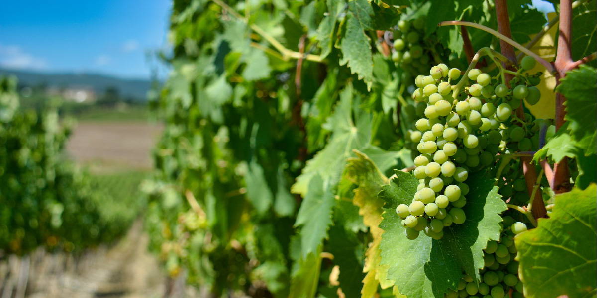 Close up of grape vine highlighting the process whereby animal products come into winemaking. 