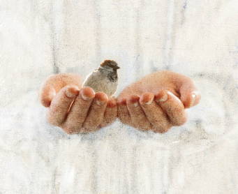 Jesus holding a small sparrow in his hands.